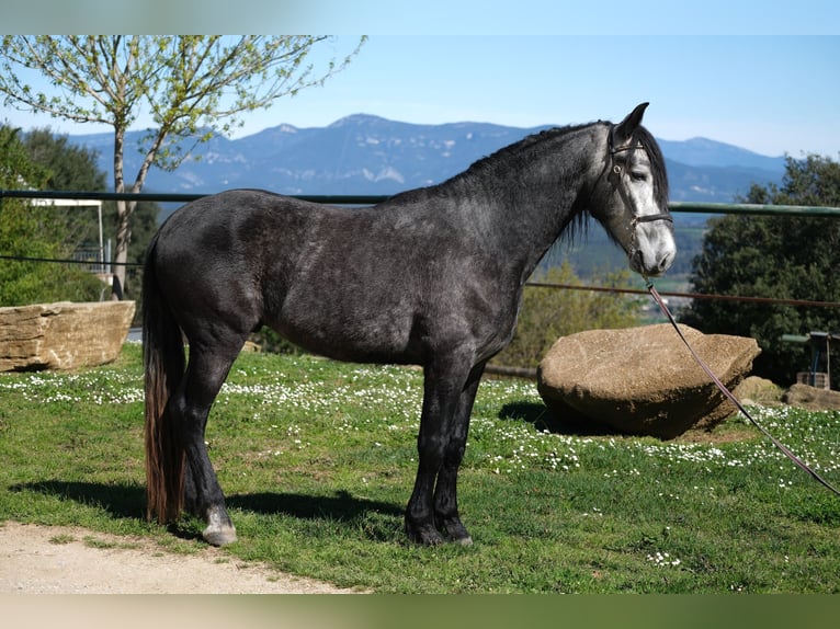 PRE Mix Gelding 4 years 15,2 hh Gray-Dapple in Hamburg