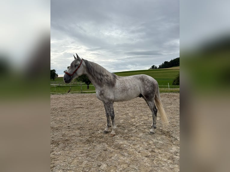 PRE Mix Gelding 4 years 15,2 hh Gray in Aeugst am Albis