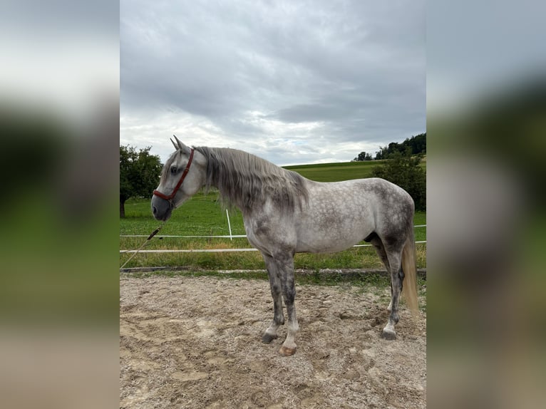 PRE Mix Gelding 4 years 15,2 hh Gray in Aeugst am Albis