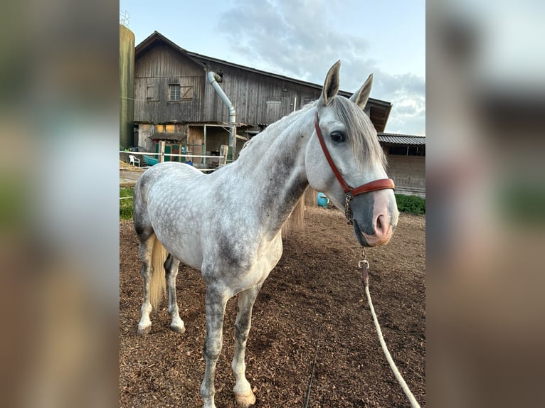 PRE Mix Gelding 4 years 15,2 hh Gray in Aeugst am Albis