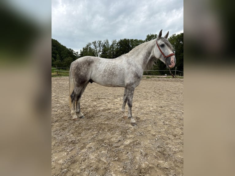 PRE Mix Gelding 4 years 15,2 hh Gray in Aeugst am Albis