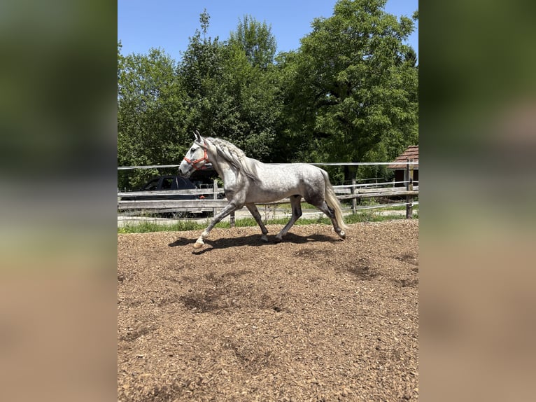 PRE Mix Gelding 4 years 15,2 hh Gray in Aeugst am Albis