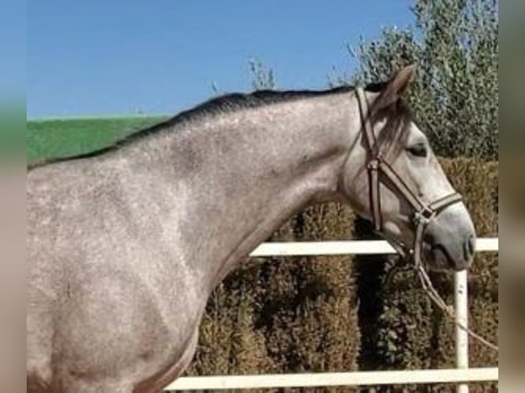 PRE Mix Gelding 4 years 15,2 hh Grey in Sevilla