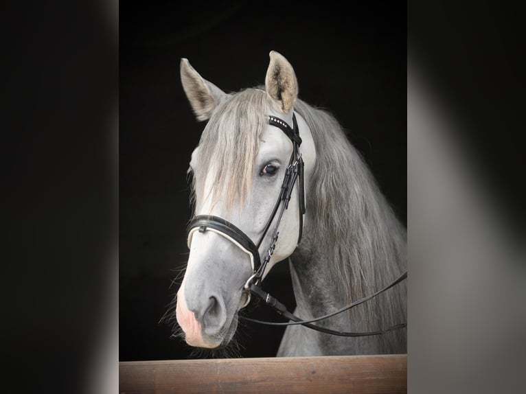 PRE Mix Gelding 4 years 15,2 hh Grey in Aeugst am Albis