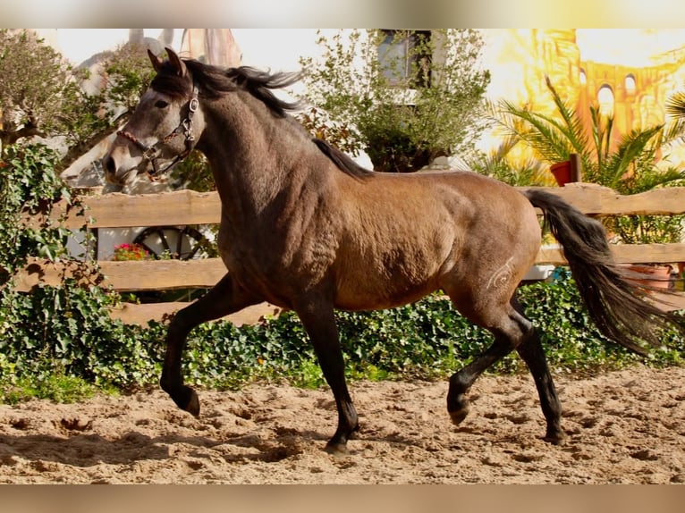 PRE Gelding 4 years 15,2 hh Grey in Brandis