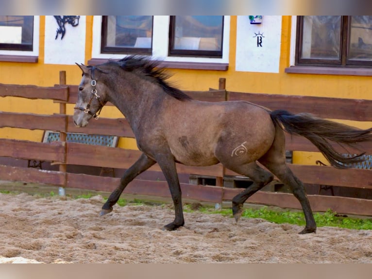 PRE Gelding 4 years 15,2 hh Grey in Brandis