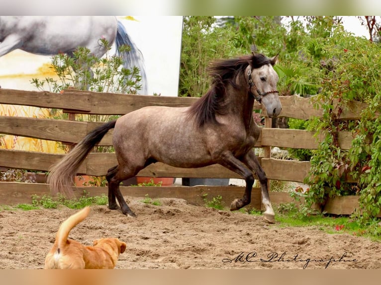 PRE Gelding 4 years 15,2 hh Grey in /Polenz