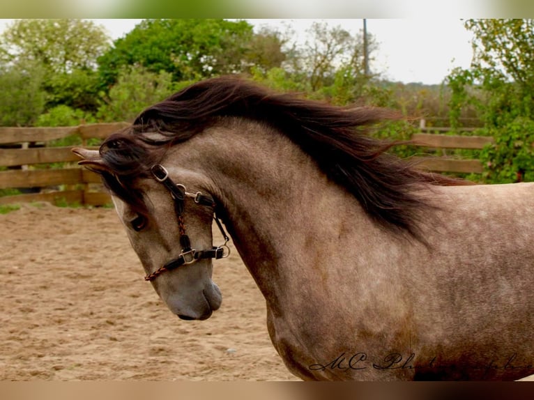 PRE Gelding 4 years 15,2 hh Grey in /Polenz