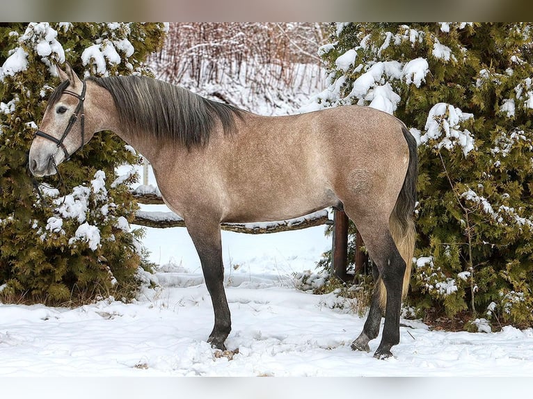 PRE Mix Gelding 4 years 15,2 hh Grey-Red-Tan in Bötersen
