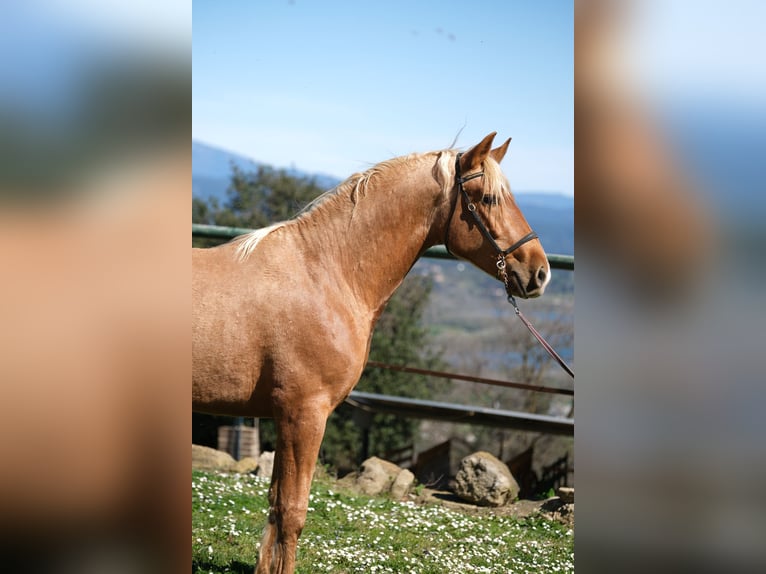PRE Mix Gelding 4 years 15,2 hh Palomino in Hamburg
