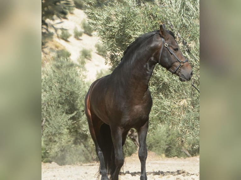 PRE Mix Gelding 4 years 15,2 hh Smoky-Black in Krumbach PRE Mix Gelding 4 years 15,2 hh Smoky-Black in Krumbach