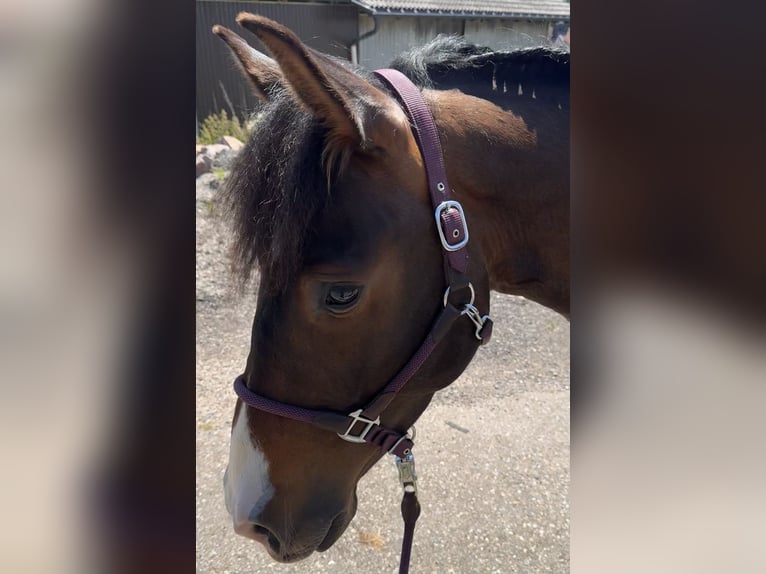PRE Mix Gelding 4 years 15,3 hh Brown in Sankt Peter
