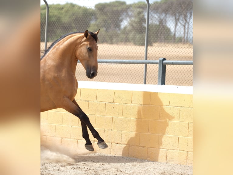 PRE Mix Gelding 4 years 15,3 hh Dun in Hamburg