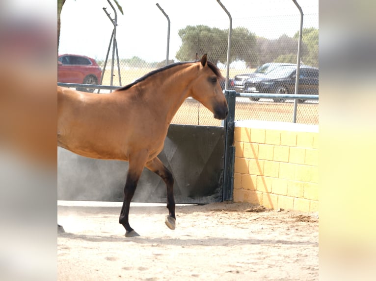 PRE Mix Gelding 4 years 15,3 hh Dun in Hamburg