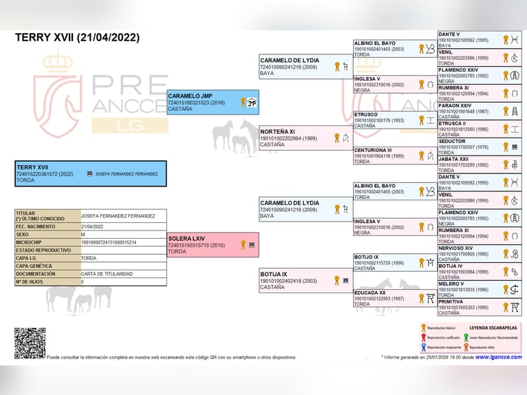 PRE Gelding 4 years 15,3 hh Grey-Dapple in Windhagen