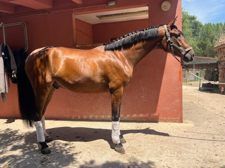 PRE Gelding 4 years 16,1 hh Bay in Madrid