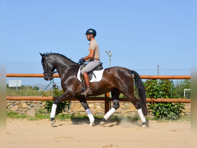 PRE Gelding 4 years 16.1 hh Black in Matajudaica