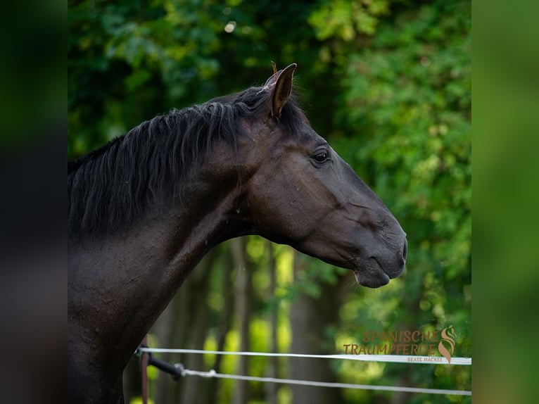 PRE Mix Gelding 4 years 16,1 hh Black in Traventhal