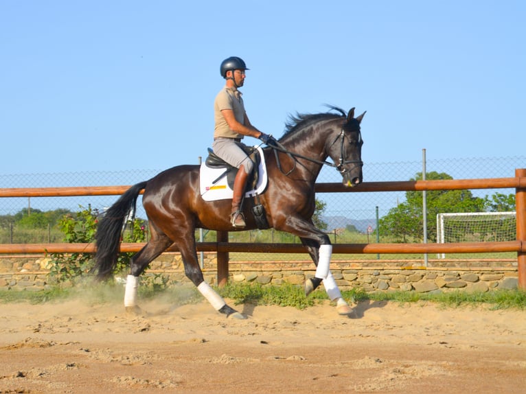 PRE Gelding 4 years 16.1 hh Black in Monells