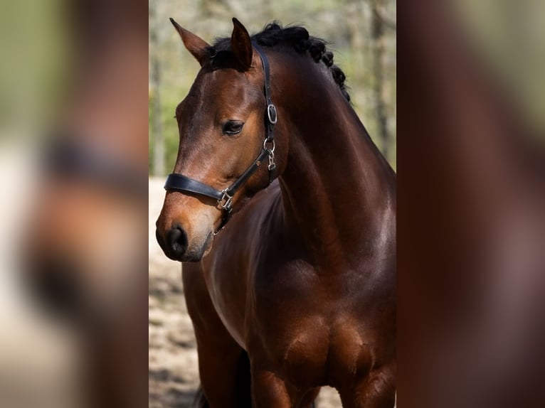 PRE Mix Gelding 4 years 16.1 hh Brown in Nettersheim