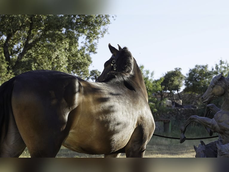 PRE Mix Gelding 4 years 16.1 hh Brown Falb mold in MADRID