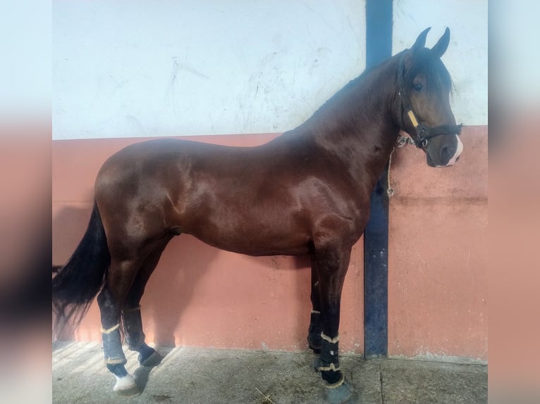 PRE Gelding 4 years 16,1 hh Brown in Gines