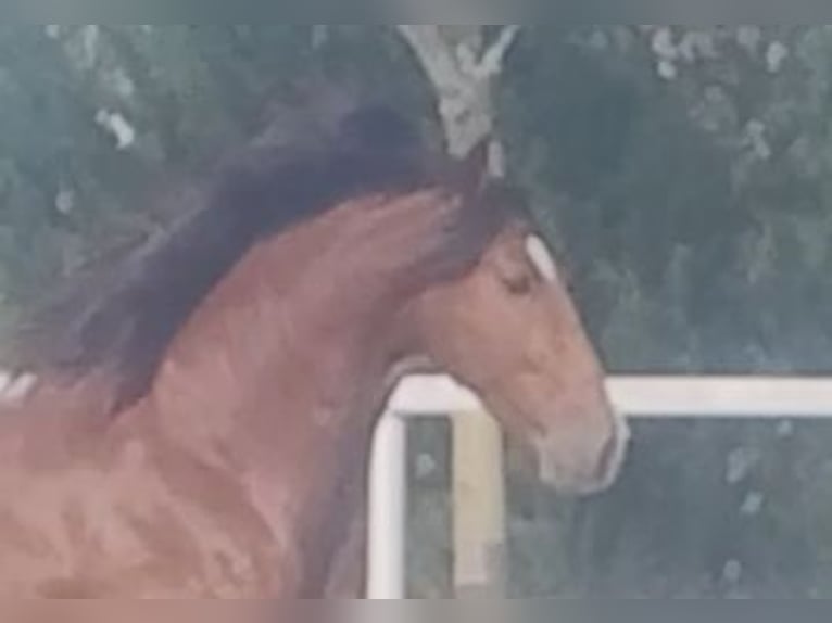 PRE Gelding 4 years 16,1 hh Brown in Gines