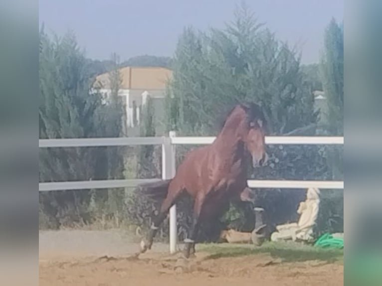 PRE Gelding 4 years 16,1 hh Brown in Gines