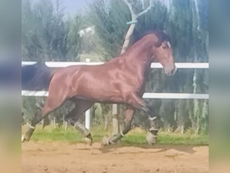 PRE Gelding 4 years 16,1 hh Brown in Gines