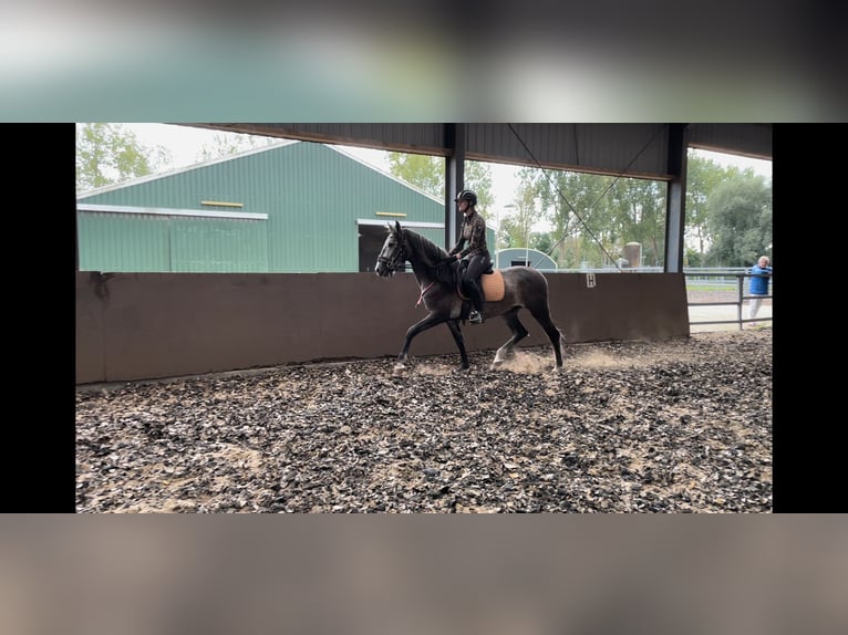 PRE Gelding 4 years 16,1 hh Gray-Blue-Tan in &#39;s-Gravenhage