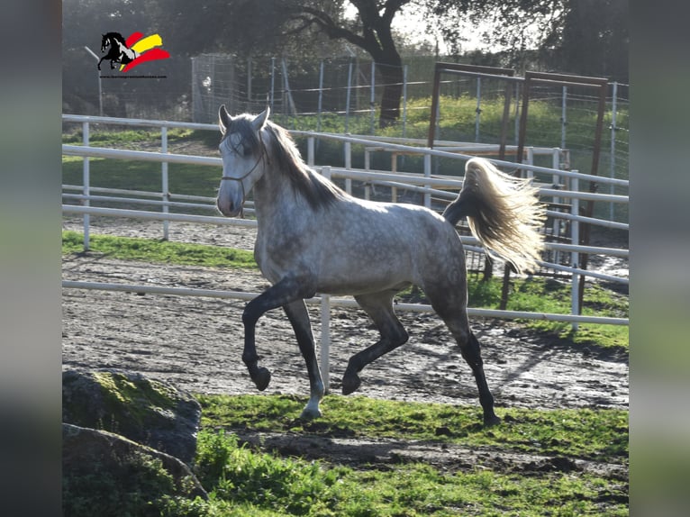 PRE Gelding 4 years 16,1 hh Gray-Dapple in El Real De La Jara, Sevilla