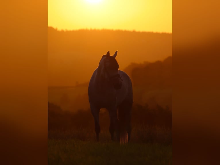 PRE Mix Gelding 4 years 16,1 hh Gray-Dark-Tan in Nettersheim