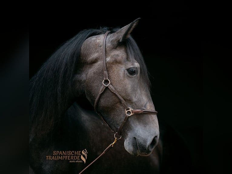 PRE Gelding 4 years 16,1 hh Gray-Dark-Tan in Traventhal