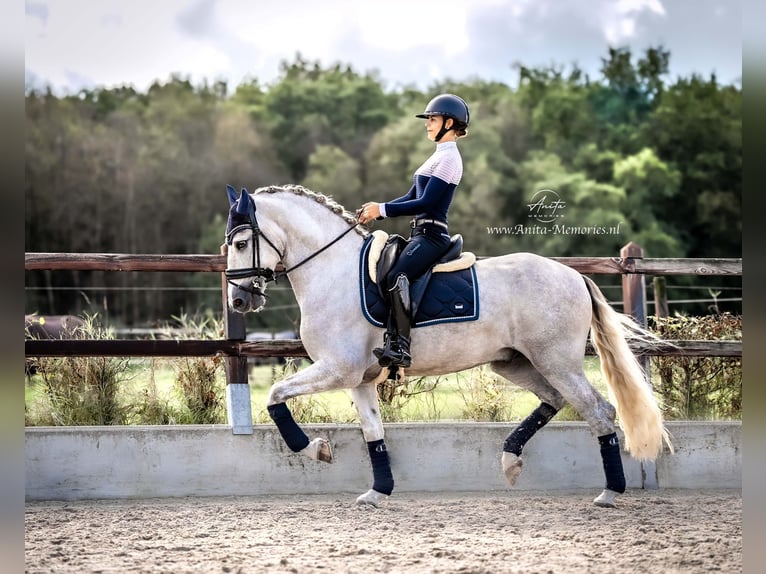 PRE Gelding 4 years 16,1 hh Gray in Luyksgestel