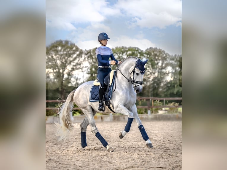 PRE Gelding 4 years 16,1 hh Gray in Luyksgestel