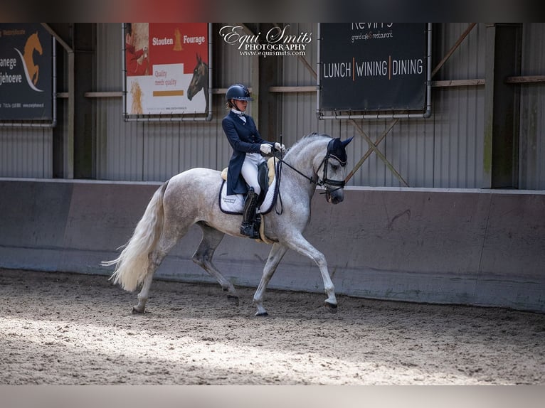 PRE Gelding 4 years 16,1 hh Gray in Luyksgestel