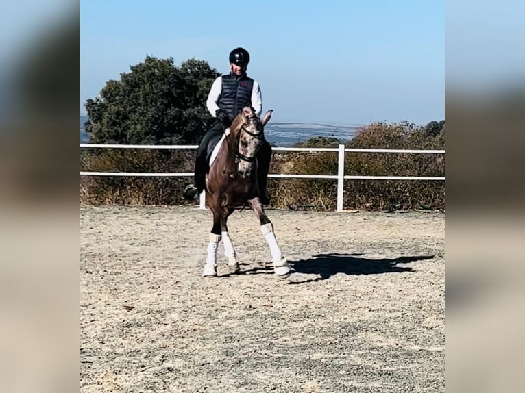 PRE Mix Gelding 4 years 16,1 hh Gray in Vegas De Matute