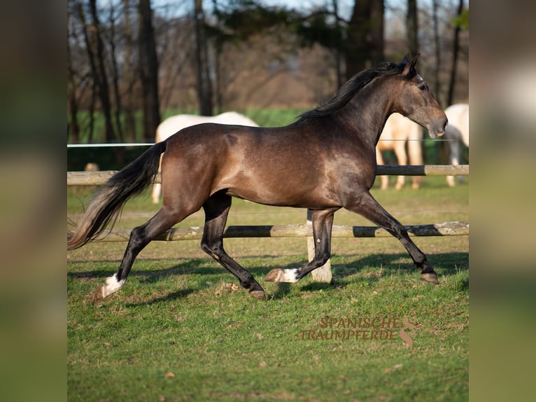 PRE Mix Gelding 4 years 16,1 hh Gray-Red-Tan in traventhal