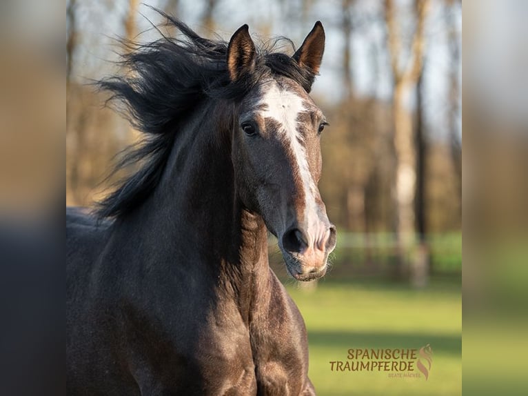 PRE Mix Gelding 4 years 16,1 hh Gray-Red-Tan in traventhal