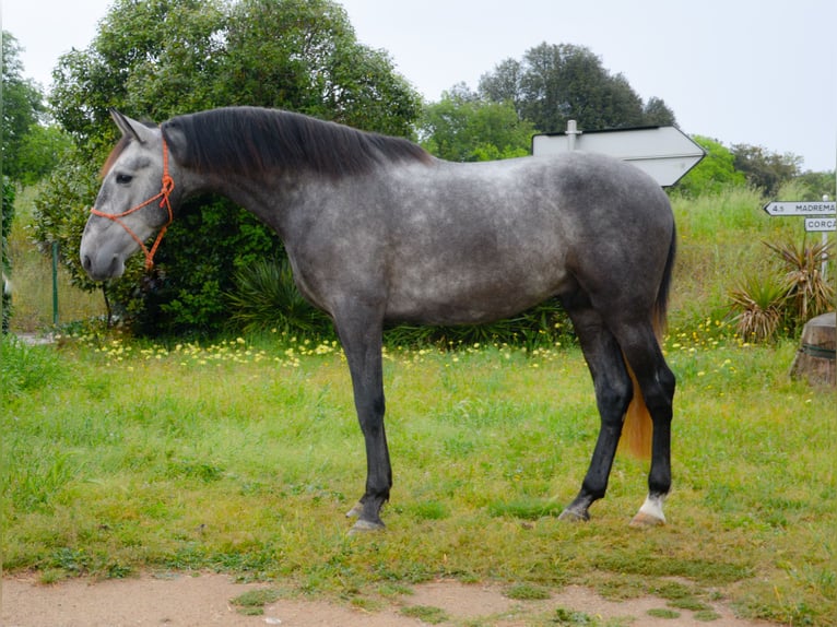 PRE Gelding 4 years 16.1 hh Grey-Dapple in Monells