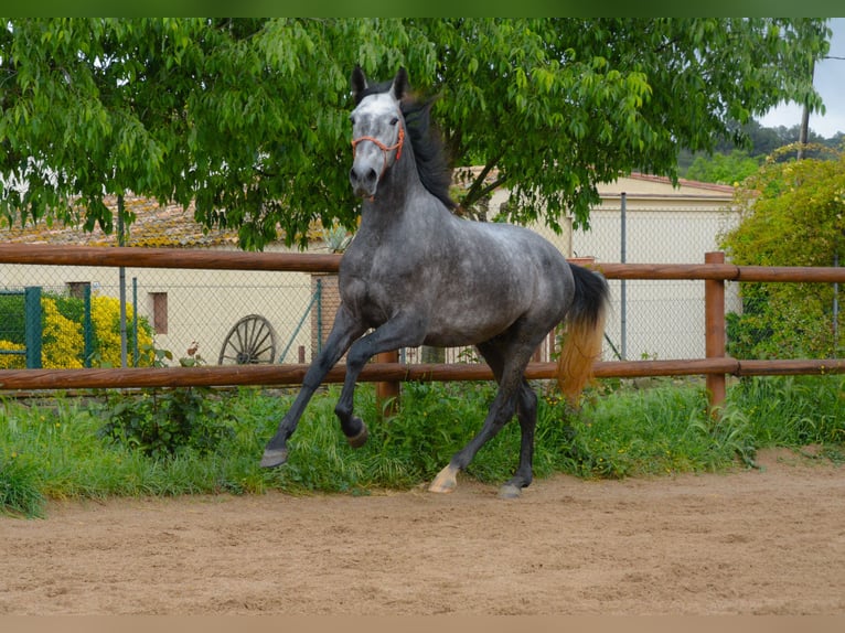 PRE Gelding 4 years 16.1 hh Grey-Dapple in Monells