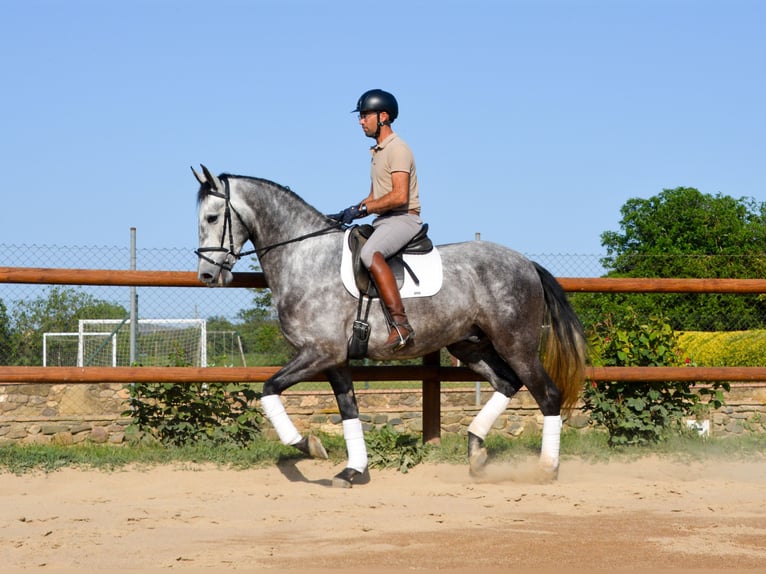 PRE Gelding 4 years 16.1 hh Grey-Dapple in Monells