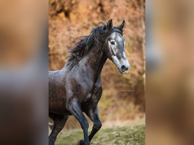PRE Gelding 4 years 16.1 hh Grey-Dapple in Gumpoldskirchen
