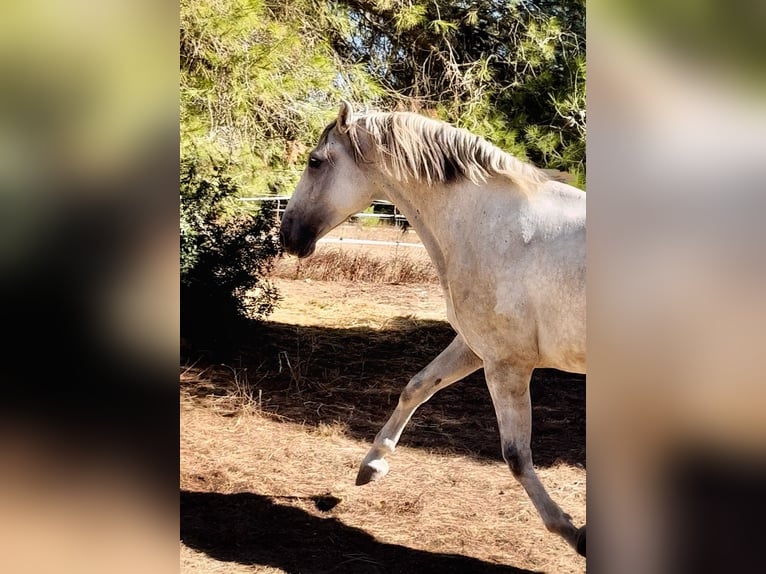 PRE Gelding 4 years 16.1 hh Grey in Platja De Muro (Urbanitzacio) Mallorca