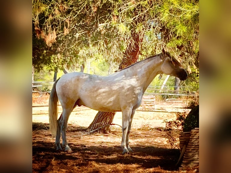 PRE Gelding 4 years 16.1 hh Grey in Platja De Muro (Urbanitzacio) Mallorca