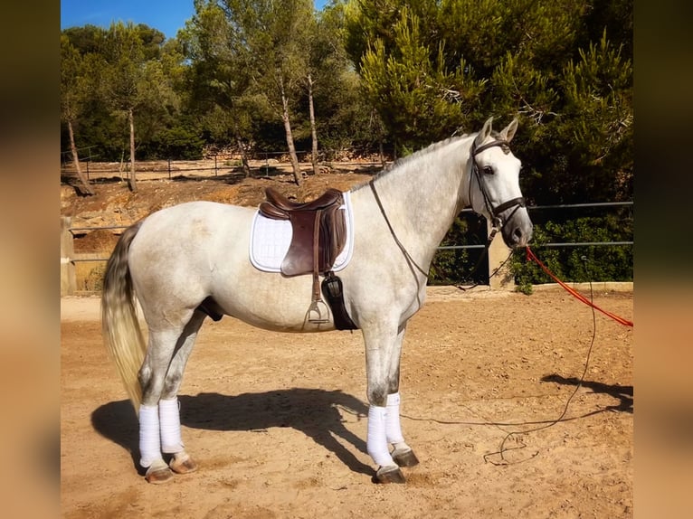 PRE Gelding 4 years 16.1 hh Grey in Platja De Muro (Urbanitzacio) Mallorca