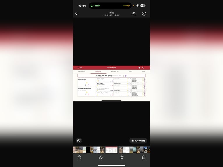 PRE Gelding 4 years 16.1 hh Grey in Poeldijk