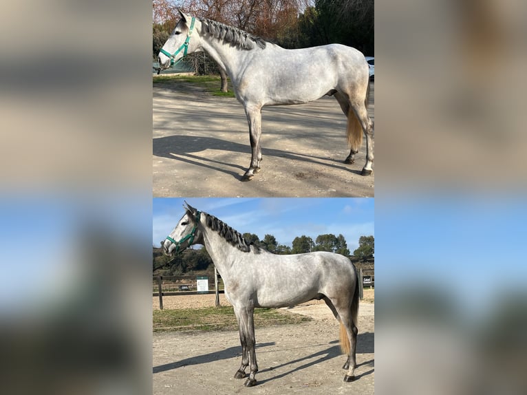 PRE Gelding 4 years 16.1 hh Grey in Sant Fruitos De Bages