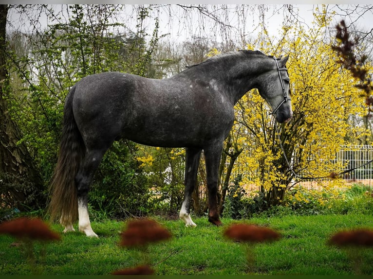 PRE Gelding 4 years 16.1 hh Grey in Serooskerke