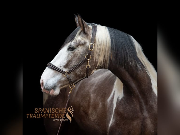 PRE Mix Gelding 4 years 16,1 hh Pinto in Traventhal